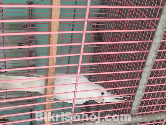 Albino cockatiel red eyes 1 pair